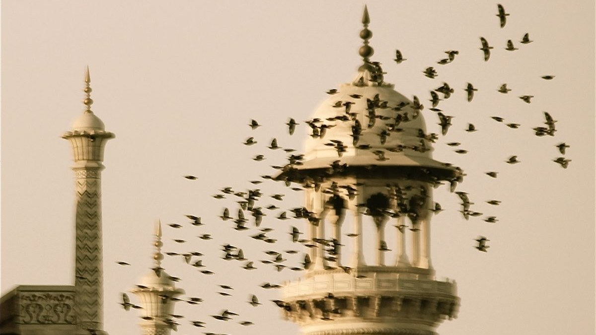 a flock of birds flying past a white minaret